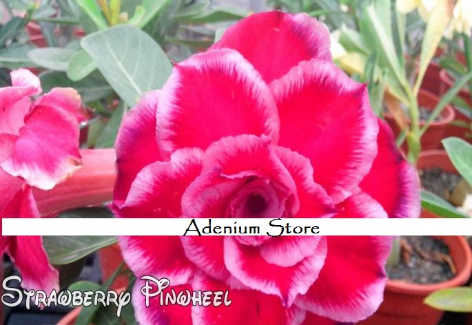 (image for) New Adenium \'Strawberry Pinwheel\' 5 Seeds